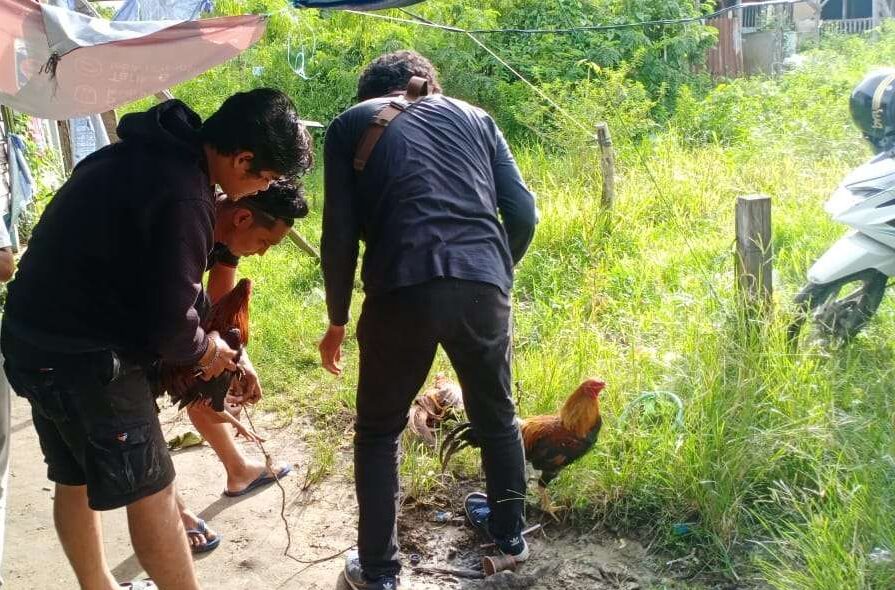 Sabung Ayam